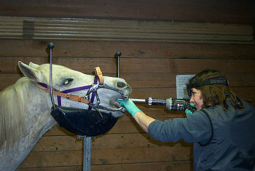 Horse having dental work done