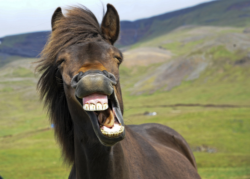 Horse smiling
