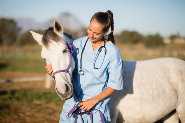 Horse with Vet
